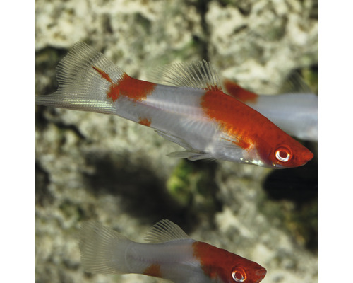 Schwertträger Fisch im Aquarium