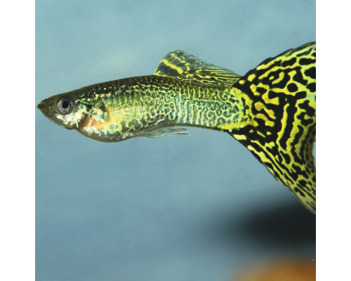 Guppy Fisch mit gemustertem Schwanz