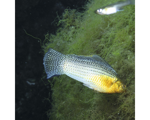 Goldmolly im Aquarium mit Wasserpflanzen
