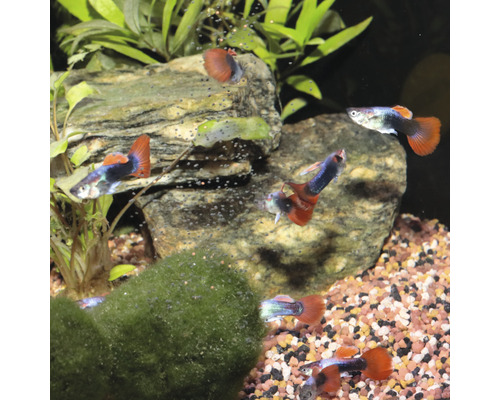 Mehrere Guppys in einem Aquarium mit Pflanzen und Steinen