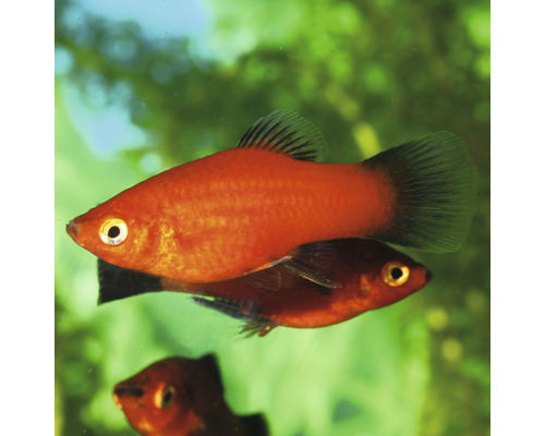 Zwei Rote Platys im Aquarium