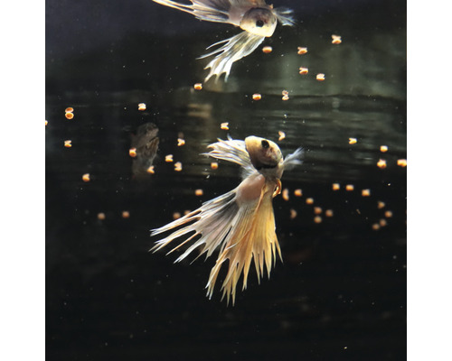 Kampffische mit Futter im Aquarium