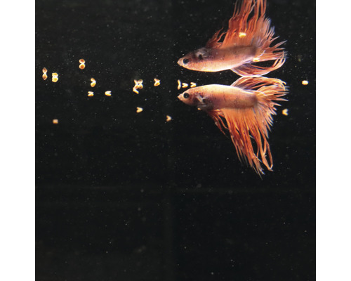 Zwei Kampffische im Aquarium mit Fischfutter