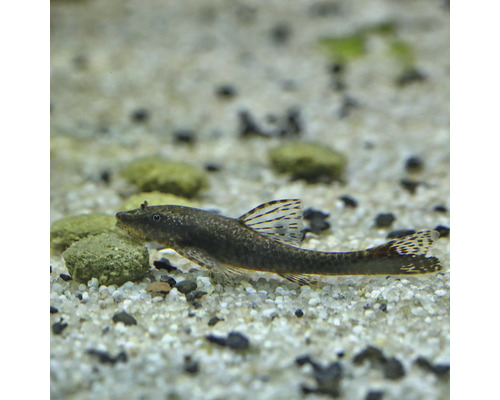 Harnischwels im Aquarium