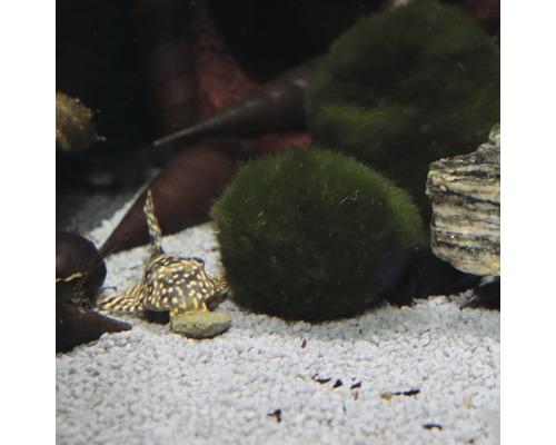 Aquarium mit Zierfisch und Moosbällen