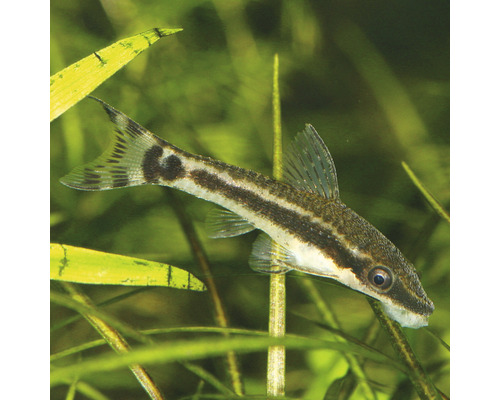 Siamesische Rüsselbarbe im Aquarium