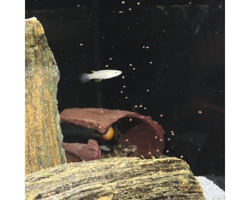 Aquarium mit Fisch und Dekoration