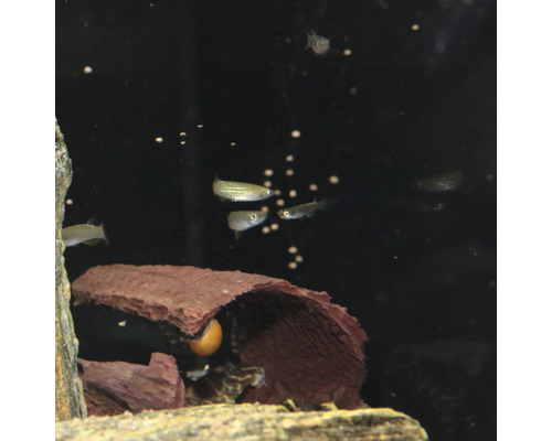 Aquarium mit Fischen und Dekoration