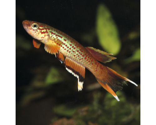 Zierfisch Aplocheilus lineatus