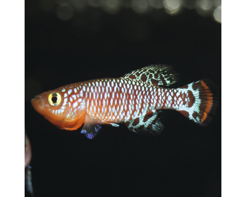 Prachtkärpfling im Profil