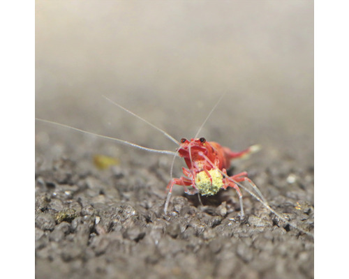 Rote Zwerggarnele im Aquarium