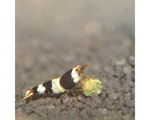 Garnele mit Futter im Aquarium