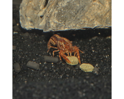 Zwergflusskrebs im Aquarium mit Futter