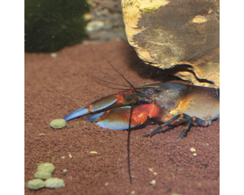 Blauer Florida-Flusskrebs in einem Aquarium