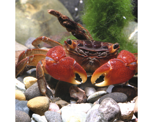 Rote Mangrovenkrabbe im Aquarium mit Steinen und Pflanzen