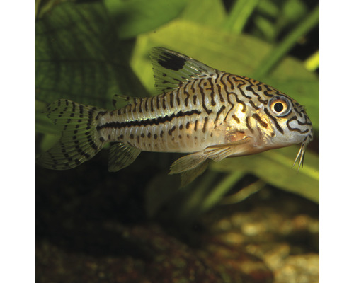 Poisson-chat cuirassé dans un aquarium