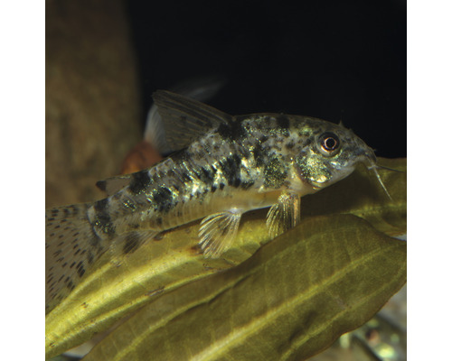Corydoras tacheté dans l''aquarium