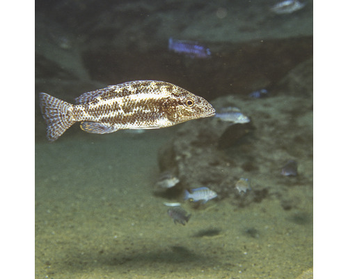 Poisson cichlidé africain dans un aquarium