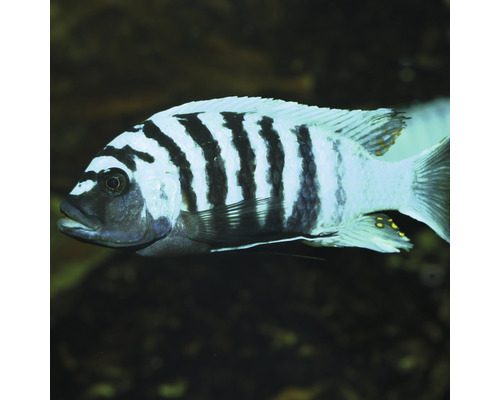 Poisson cichlidé à rayures noires pour aquariums
