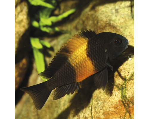 Poisson nain rouge et noir dans un aquarium