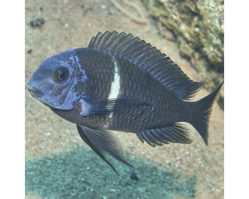Cichlidé bleu du lac Malawi avec une rayure verticale