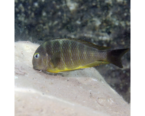 Poisson incubateur buccal jaune dans un aquarium