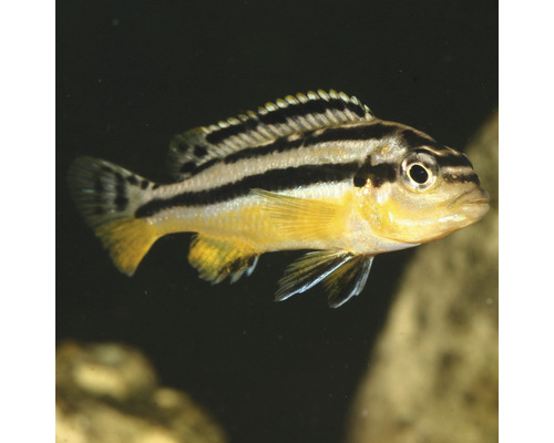 Poisson d''ornement à rayures noires pour aquarium