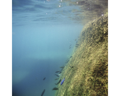 Vue sous-marine avec rochers et poissons