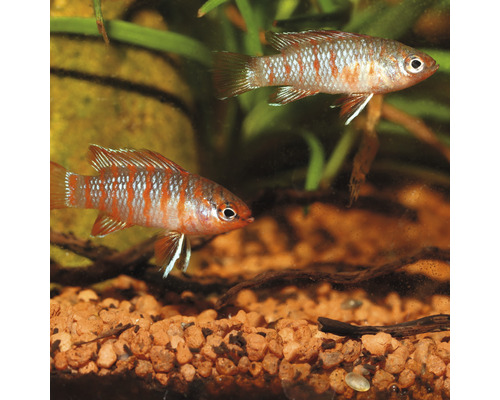 Zwei Streifen-Zwergbuntbarsche im Aquarium