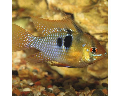 Blauer Schmetterlingsbuntbarsch im Aquarium
