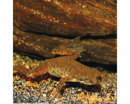 Afrikanischer Krallenfrosch im Aquarium