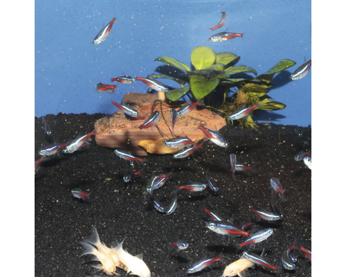 Aquarium mit Neonsalmlern, Pflanzen und Steinen auf dunklem Kies