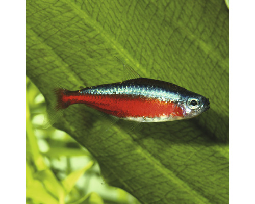 Neon Tetra Fisch im Aquarium