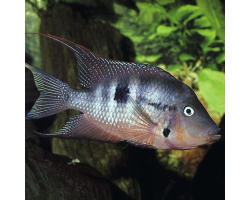 Geophagus brasiliensis Fisch für Aquarien