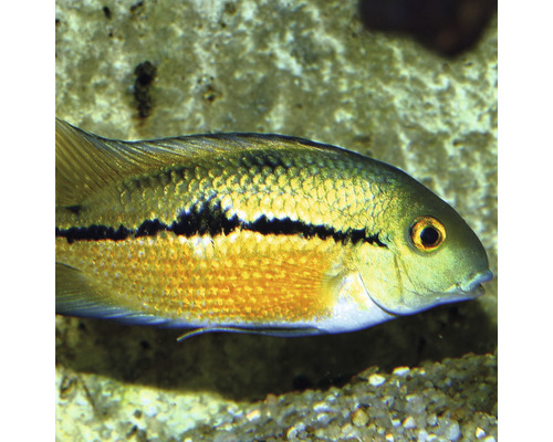 Aquarienfisch mit horizontalem schwarzen Streifen