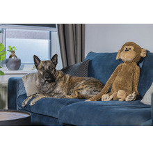 Hund liegt mit Stofftier auf einem blauen Sofa