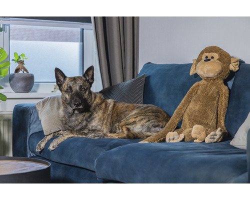 Chien allongé avec une peluche sur un canapé bleu