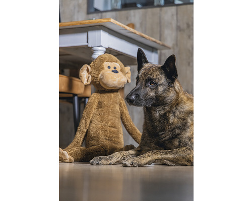 Chien avec singe en peluche sur le sol devant une table