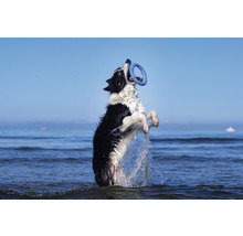 Ein Hund springt im Wasser und fängt einen Spielzeugring.