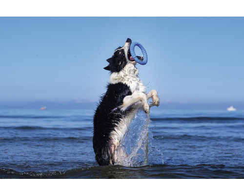 Un chien saute dans l''eau et attrape un anneau de jeu.
