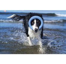 Ein Hund apportiert einen Ring im Wasser.