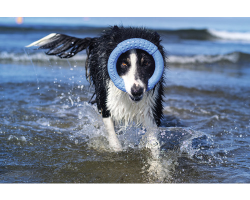 Un chien rapporte un anneau dans l''eau.