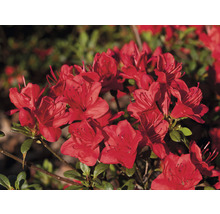 Rhododendron avec fleurs