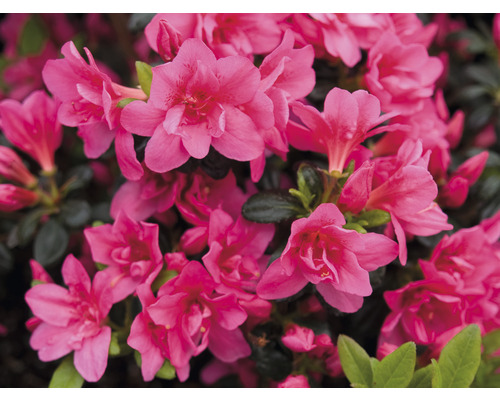 Gros plan d''un azalée aux fleurs roses