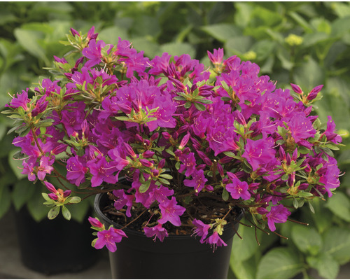 Azalée en pot avec des fleurs violettes