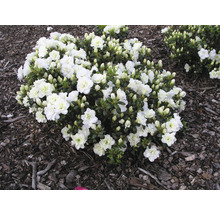 Azalee mit weißen Blüten
