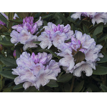 Nahaufnahme von Rhododendronblüten