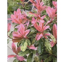 Andromède du Japon avec des feuilles roses et vertes