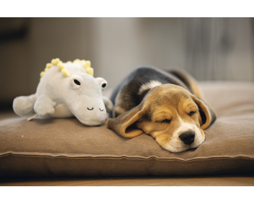 Schlafender Beagle Welpe mit Stofftier auf Hundekissen