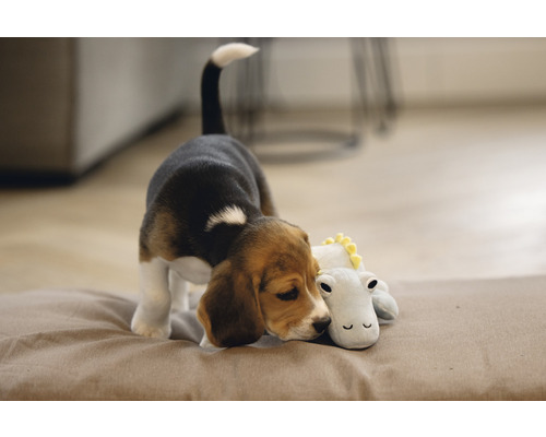 Ein Beaglewelpe liegt auf einem Kissen und kuschelt mit einem Stofftier.
